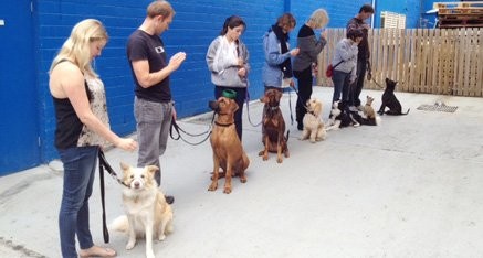 Adolescent Class dog training Sunshine Coast