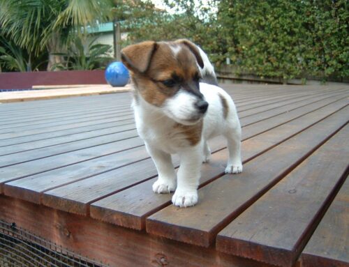 Christmas Puppies are a risky gift if you are not prepared!!