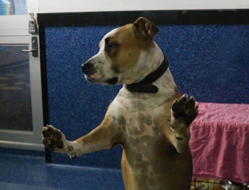 Rescuing a Shelter Dog