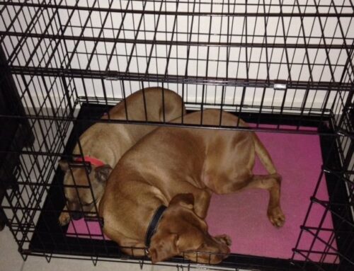 Separation Anxiety in dogs!