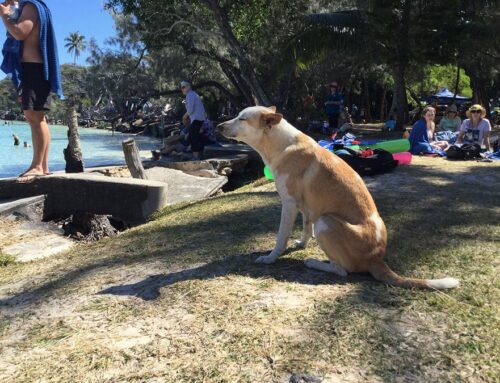 Village Pack Dogs