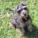 dog obedience training Sunshine Coast