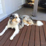 Katrina Boyd Kats4Dogs Sunshine Coast - Leo