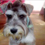 dog training Noosa