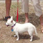 Dog trainer Sunshine Coast