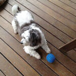 dog obedience training Sunshine Coast