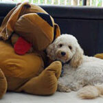 walking tips for naughty dogs