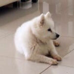 Dog training Sunshine Coast