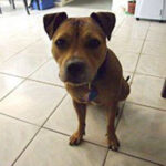 dog training for runaway dogs Sunshine Coast