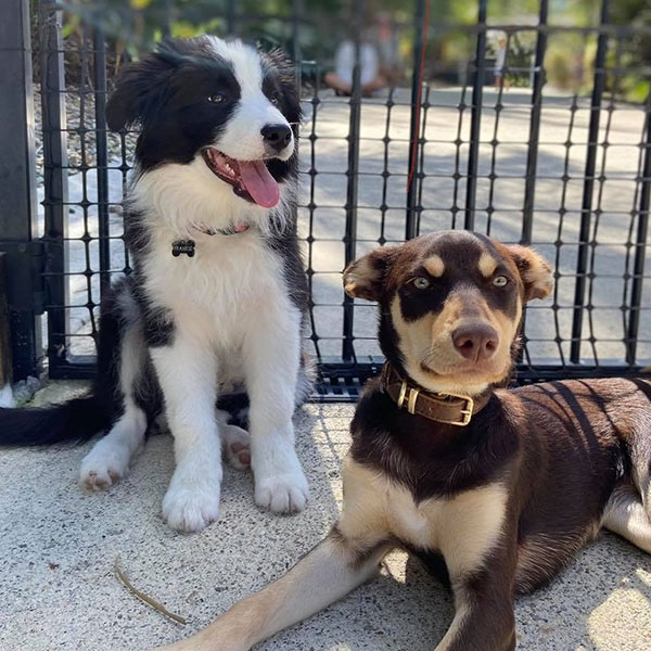 Behaviour Training For Puppies