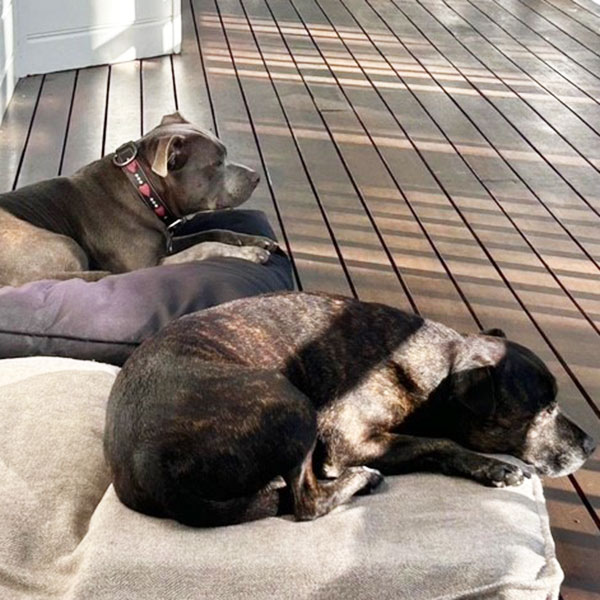 Achieving Good Behaviour With Dogs