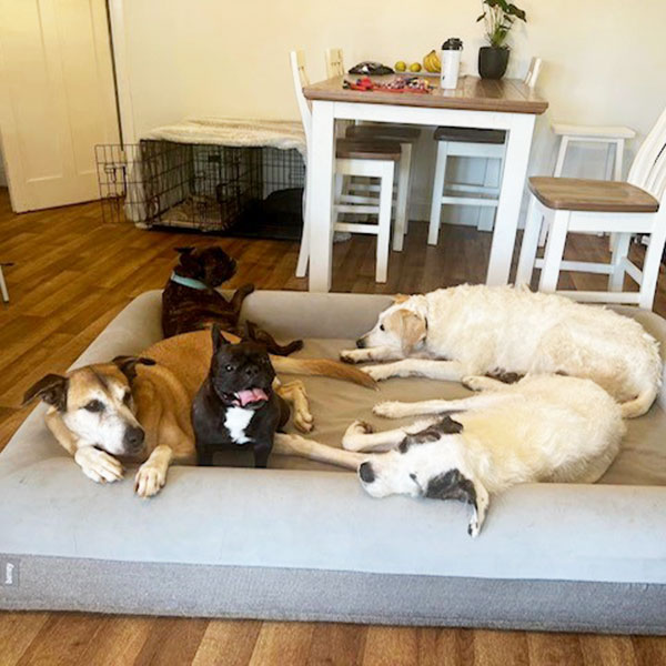 Bed Training For Dogs