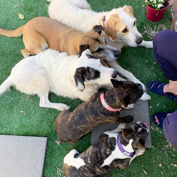 Behaviour Training For Dogs Buderim