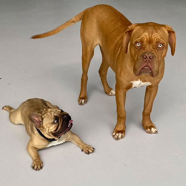 Behaviour Training For Puppies