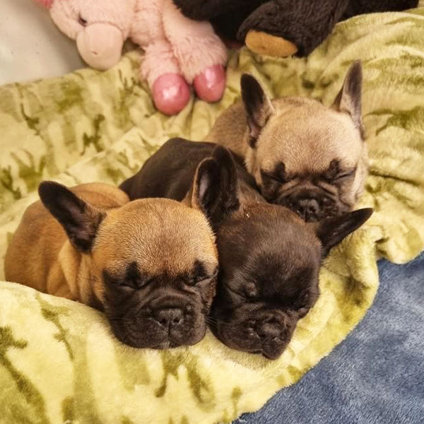Behaviour Training For Puppies