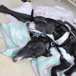 Katrina Boyd Kats4Dogs Sunshine Coast betty-and-squirt