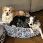 dogs sharing a bed after behaviour training