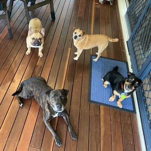 Dog Training One On One Noosa