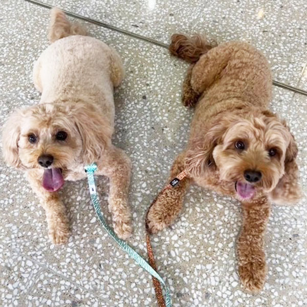 Dog Training Program
