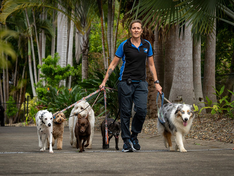 Dog Training Sunshine Coast