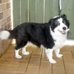 Dog obedience trainer