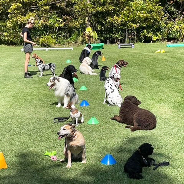 Reactive Dogs Training For Dogs Sunshine Coast