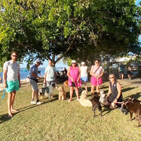 Group Walks For Training Dogs
