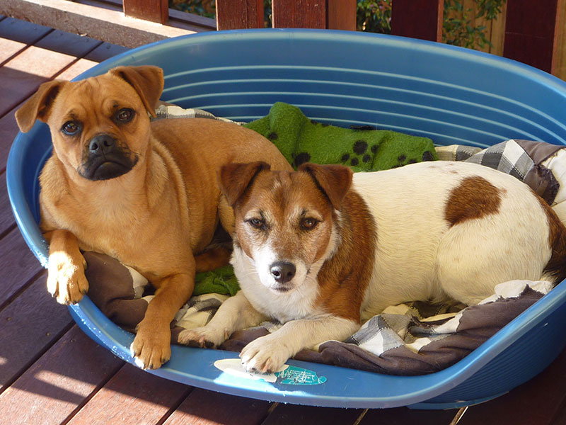 Sunshine Coast dog behaviour training in home assessment
