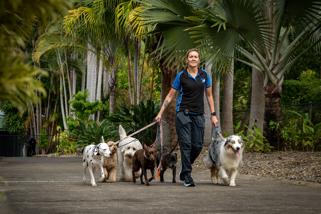 Dog Training Sunshine Coast