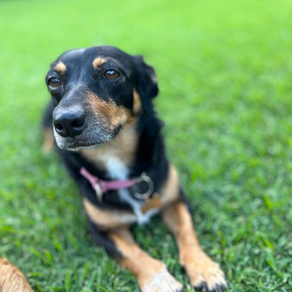 Learn To Calm Anxious Dog