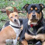 training for bereaving dogs