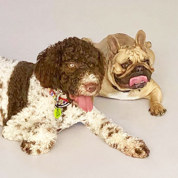 Multiple Dog In Home Training