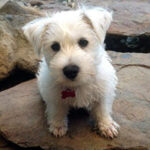 Dog training Noosa