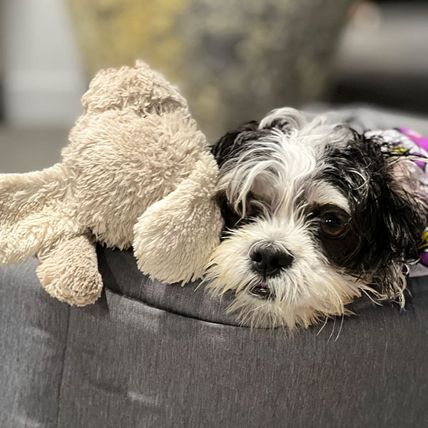 behaviour training for dogs Sunshine Coast