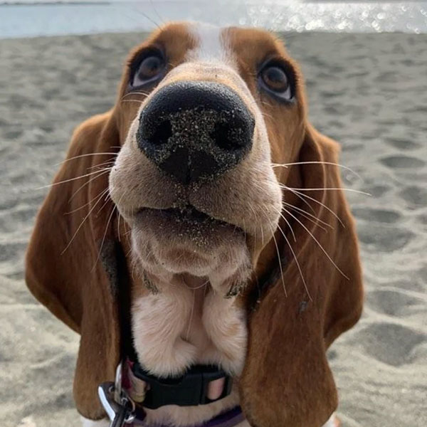 behaviour training for dogs Sunshine Coast