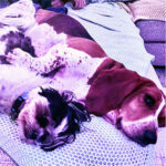 dogs learning to tolerate each other