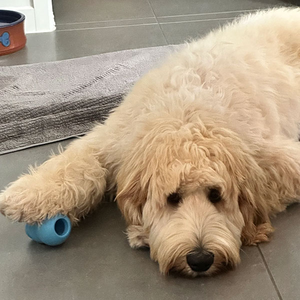 behaviour training for dogs Sunshine Coast