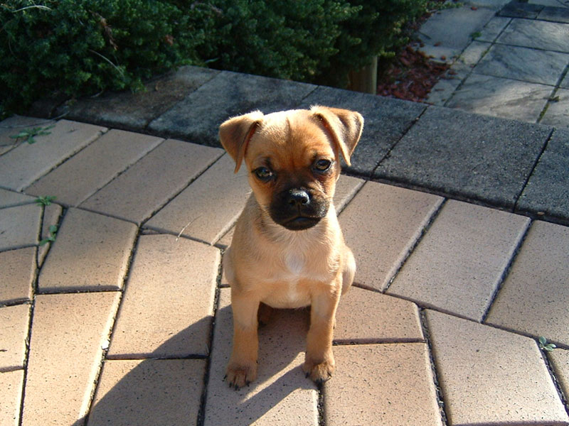Puppy Behaviour Training