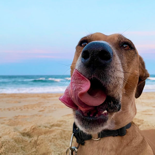 Reactive Dog Training