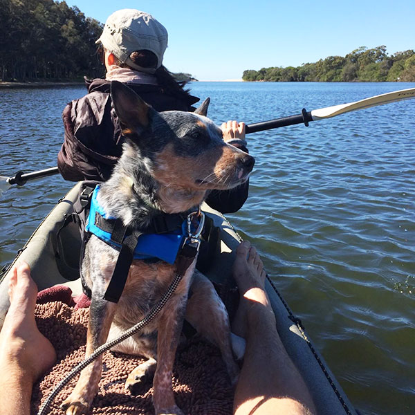 Reactive Dog Training Noosa