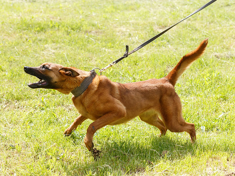 Dog reactive Training Sunshine Coast
