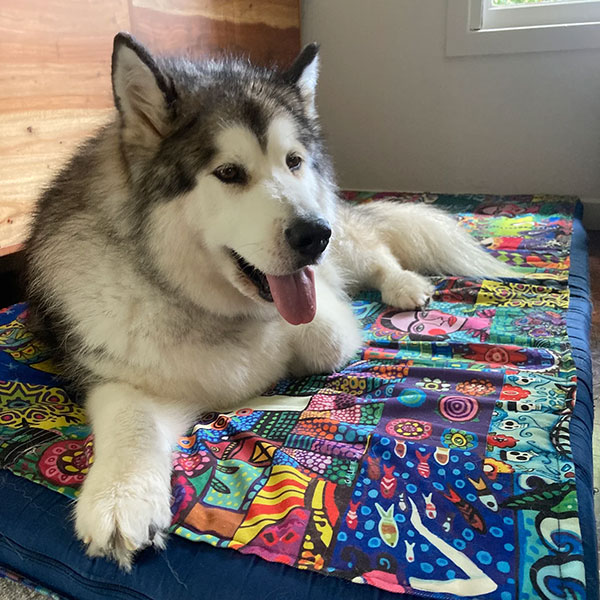 dog behaviour training