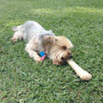 Behaviour training for dogs