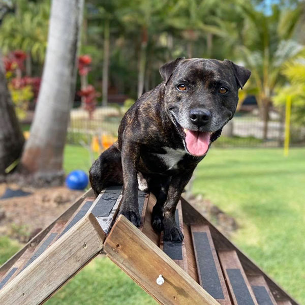 Teaching Dogs To Focus