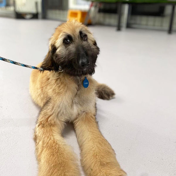 Training Dogs To Be Well Behaved