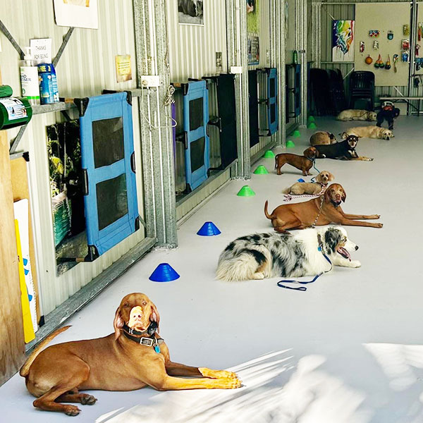 Training Dogs To Be Well Behaved