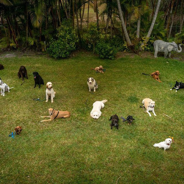 Training Dogs To Not React