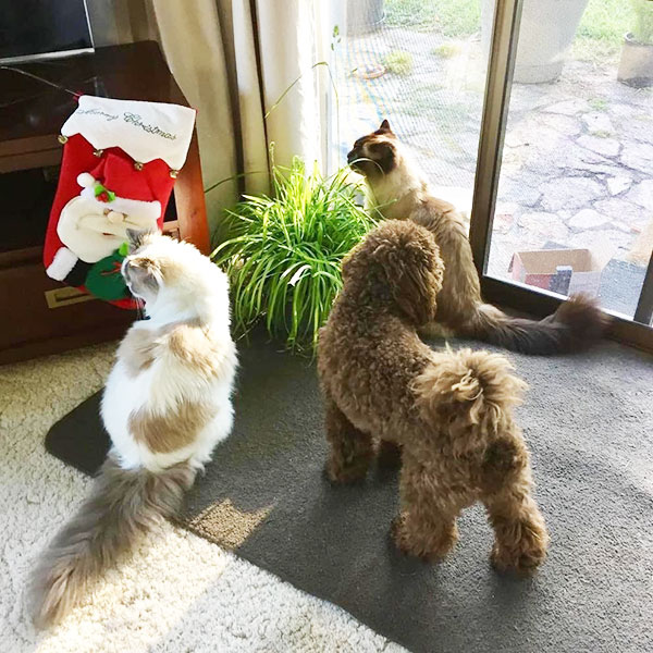 Training For Dogs Living With Cats