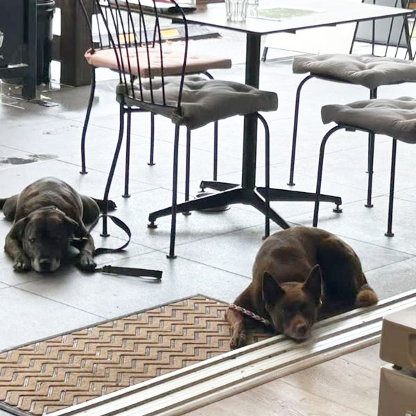 Training For Dogs Noosa