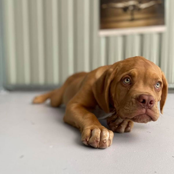 Training For Puppies In Home Visit